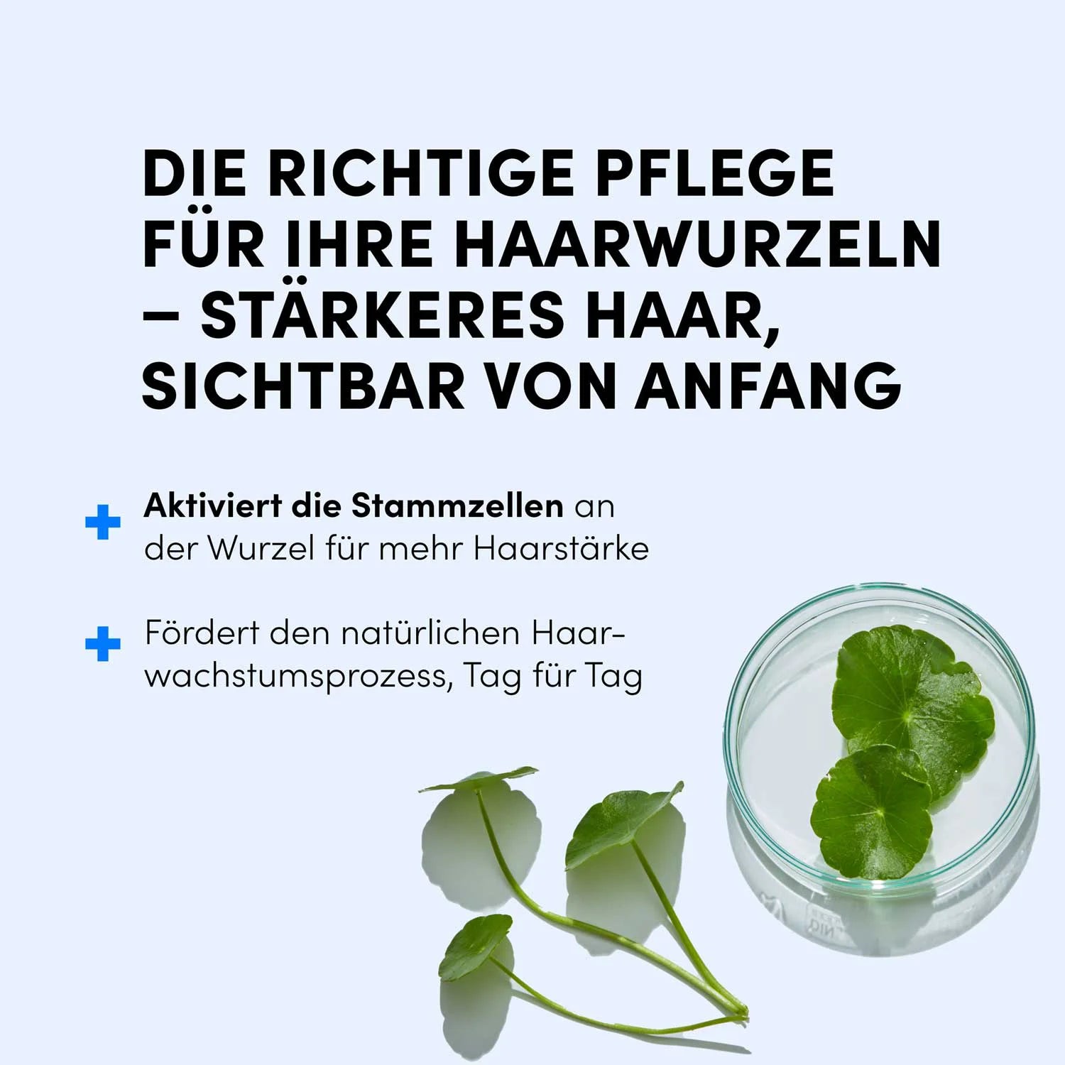 Ein Glas mit Wasser und grünen Blättern neben dem Dr. Balwi Hair Boost Set von shop.elithairtransplant, kombiniert mit deutschem Text zu Haarwurzelpflege und Haarwachstum mit Procapil™ auf hellblauem Hintergrund.