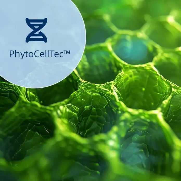 Nahaufnahme leuchtend grüner Pflanzenzellen mit sechseckigem Muster. In der oberen linken Ecke zeigt ein transparenter Kreis ein DNA-Strangsymbol und den Text PhytoCellTec™ auf hellblauem Hintergrund.