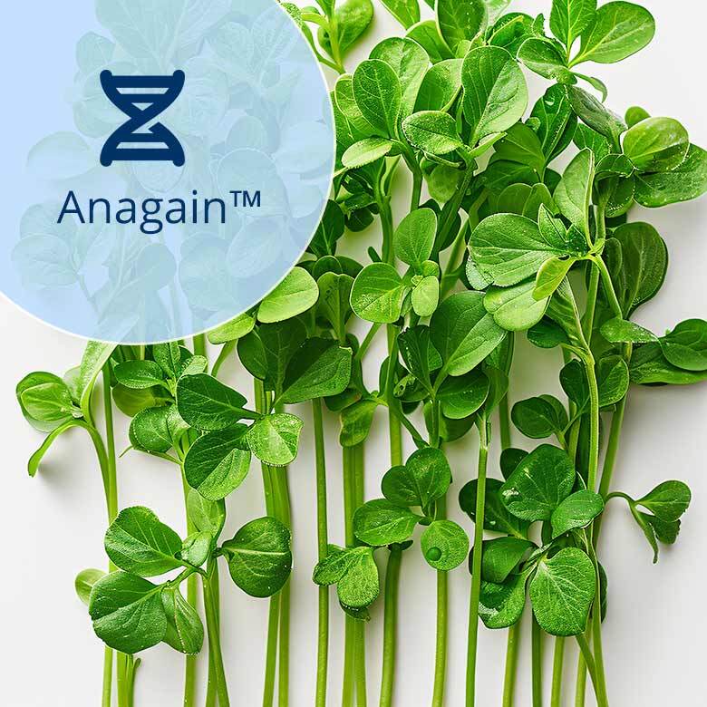 Ein Bündel frischer grüner Erbsensprossen liegt unter einem durchscheinenden blauen Kreis mit einem DNA-ähnlichen Symbol und dem Wort Anagain™ daneben.